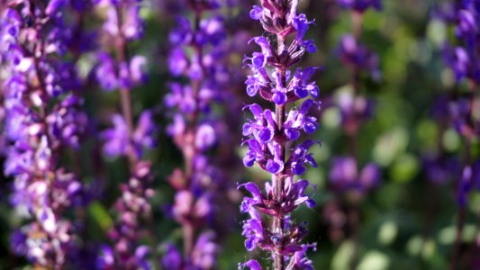 Plant, English Lavender, Lavender, Purple photo