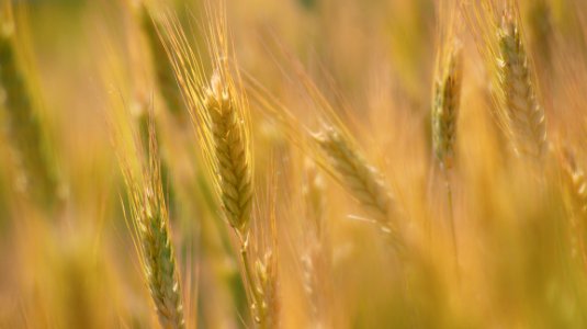 Food Grain, Wheat, Field, Barley photo