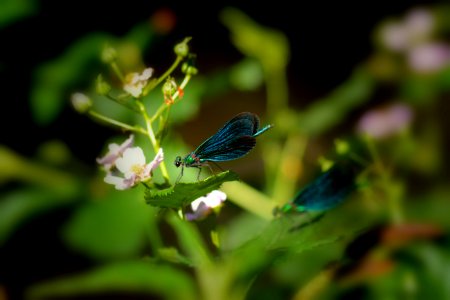 Insect, Butterfly, Lycaenid, Moths And Butterflies