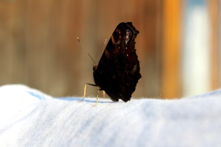 Moths And Butterflies, Insect, Butterfly, Pollinator