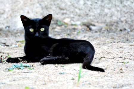Cat, Black Cat, Mammal, Small To Medium Sized Cats