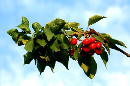 Cherry, Fruit, Leaf, Plant