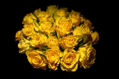 Yellow, Flower, Rose, Rose Family photo