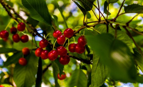 Cherry, Fruit, Berry, Plant photo