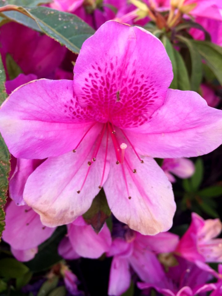 Flower, Plant, Woody Plant, Pink