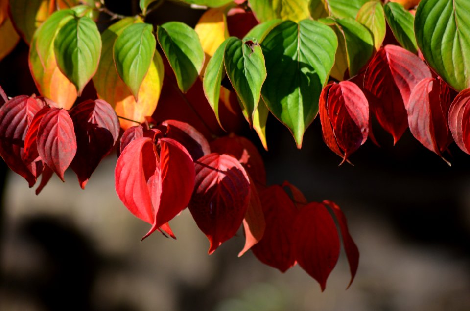 Flower, Leaf, Plant, Flora