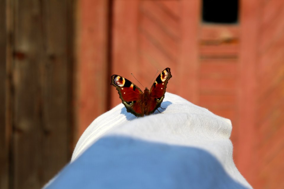 Butterfly, Moths And Butterflies, Insect, Invertebrate