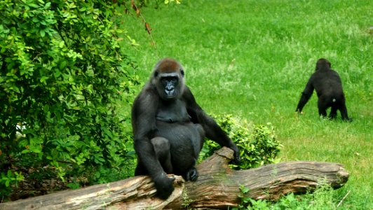Fauna, Primate, Great Ape, Western Gorilla