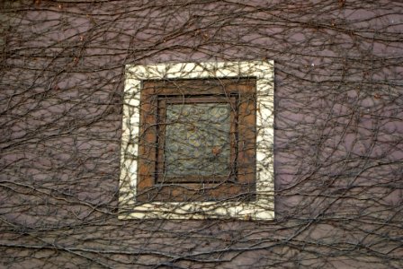 Wall, Window, Tree, Wood