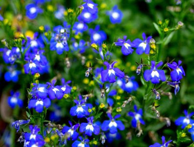 Flower, Blue, Plant, Flora photo