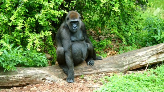 Great Ape, Western Gorilla, Fauna, Primate