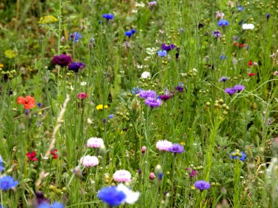 Flower, Meadow, Wildflower, Flora