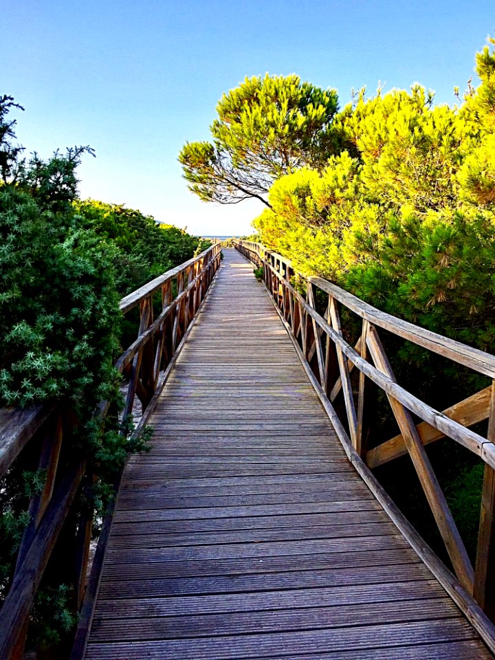 Nature, Walkway, Boardwalk, Tree