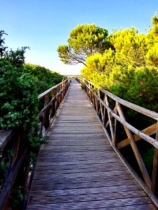 Nature, Walkway, Boardwalk, Tree
