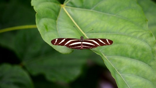 Insect, Butterfly, Moths And Butterflies, Invertebrate