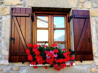 Flower, Window, House, Home photo
