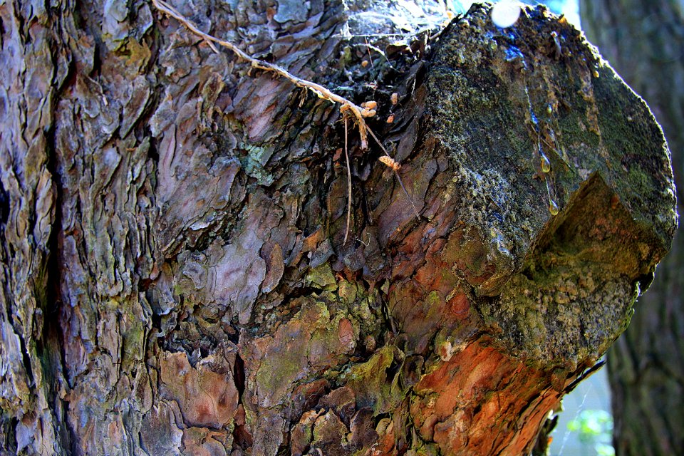 Tree, Trunk, Plant, Leaf