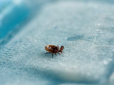 Insect, Water, Macro Photography, Fauna