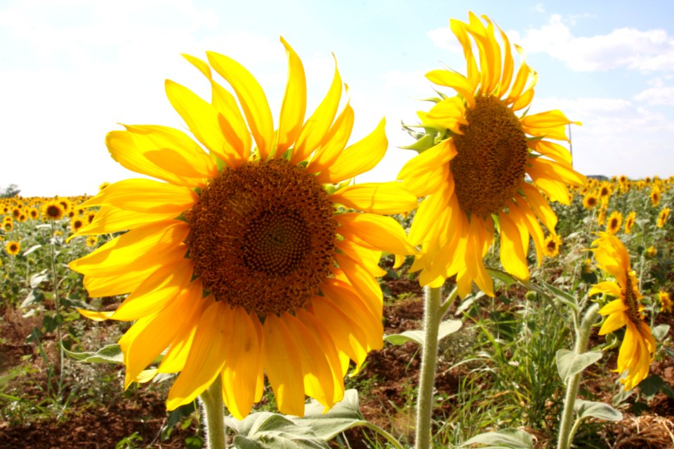 Sunflower, Flower, Yellow, Field