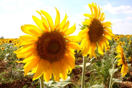 Sunflower, Flower, Yellow, Field