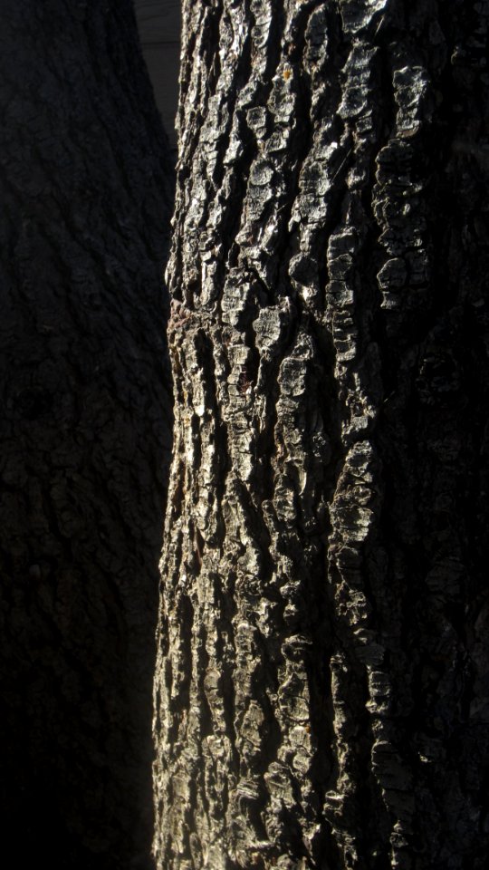 Tree, Woody Plant, Trunk, Wood