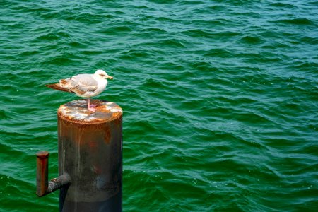 Water, Bird, Sea, Seabird photo