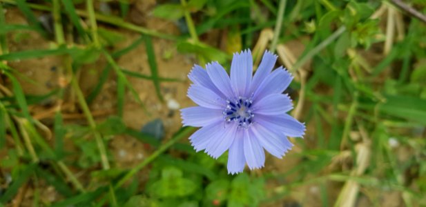 Blue, Flora, Chicory, Plant photo