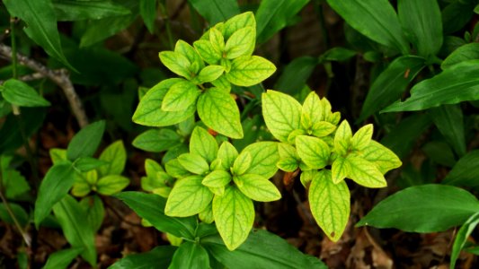 Plant, Leaf, Herb, Basil