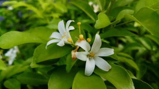 Plant, Flower, Flora, Leaf