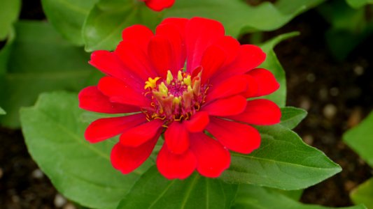 Flower, Plant, Flora, Annual Plant