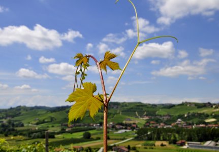 Sky, Yellow, Leaf, Field