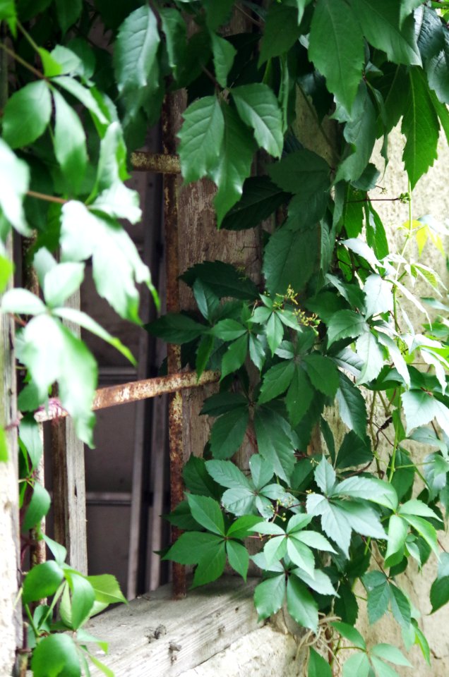 Plant, Leaf, Tree, Ivy