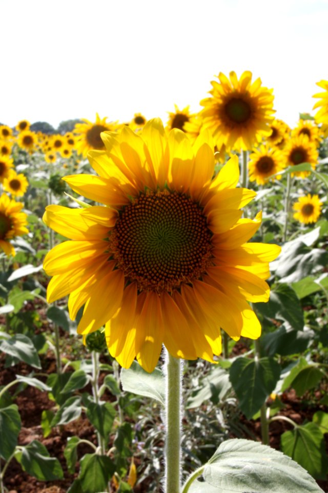 Sunflower, Flower, Yellow, Flowering Plant
