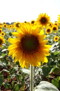 Sunflower, Flower, Yellow, Flowering Plant photo