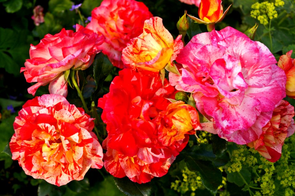 Flower, Plant, Flowering Plant, Pink