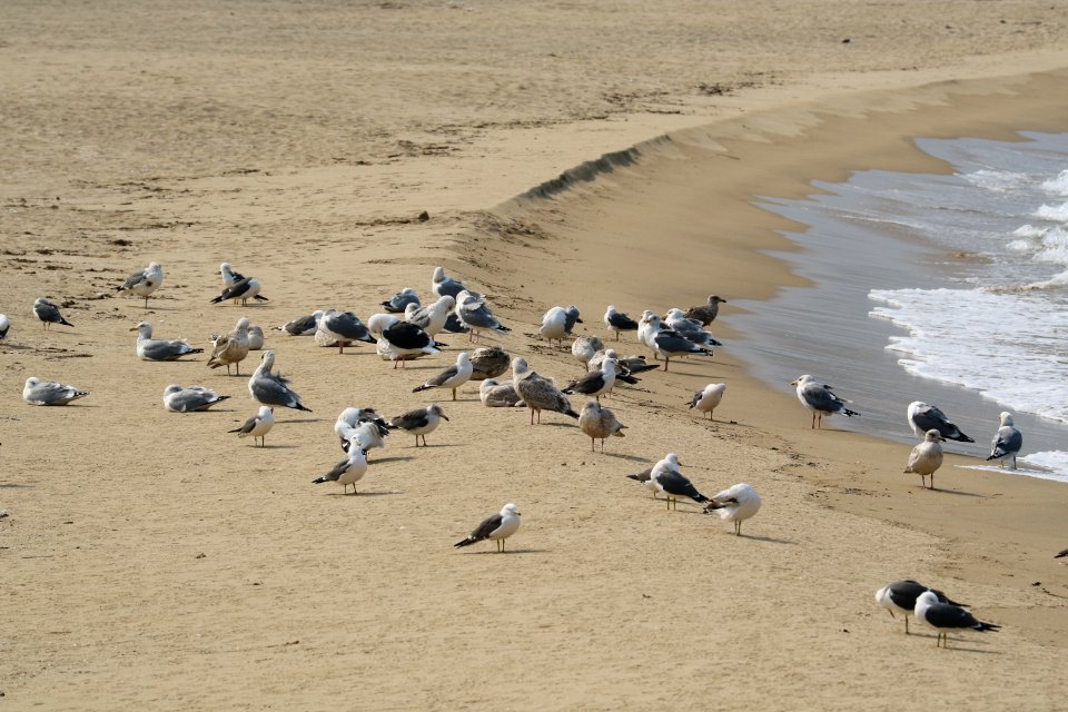 Seabird, Beach, Sand, Shore photo