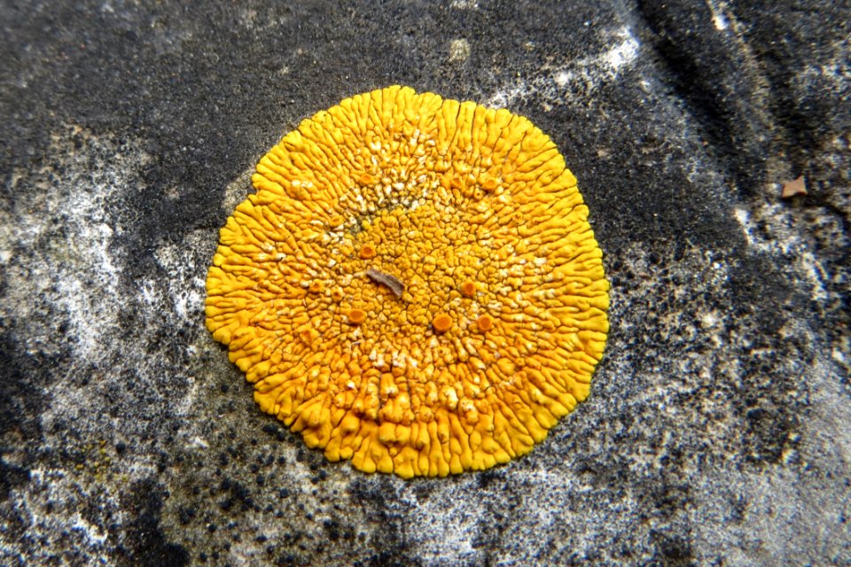 Coral, Organism, Fungus, Stony Coral