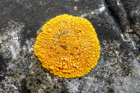 Coral, Organism, Fungus, Stony Coral photo