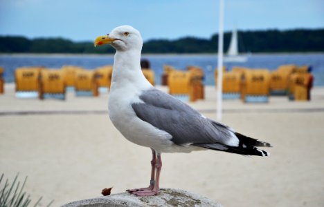 Bird, Gull, Seabird, European Herring Gull