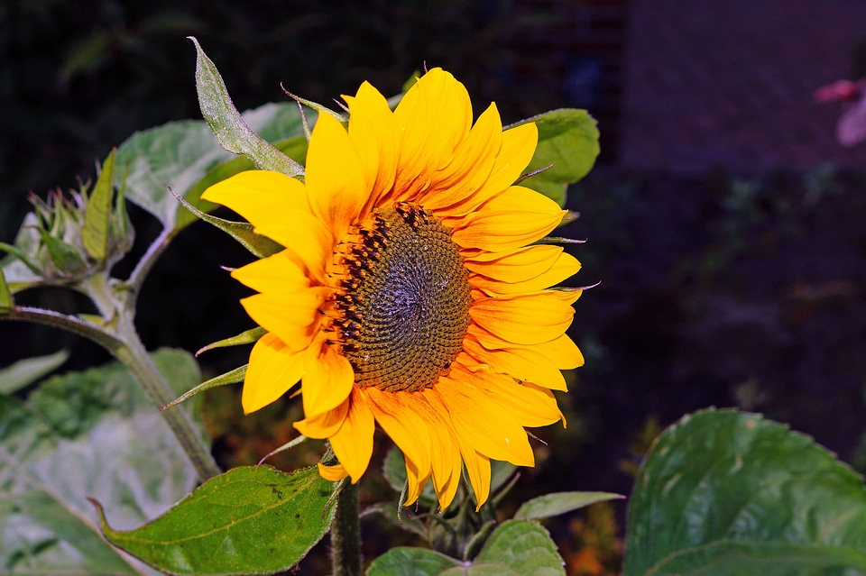 Bright beautiful helianthus annuus