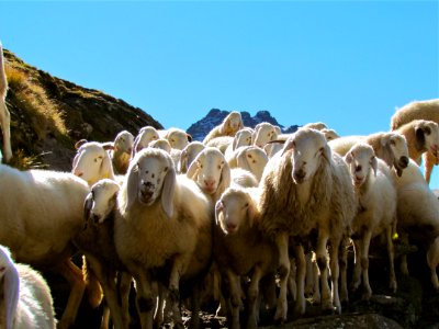 Herd, Sheep, Cow Goat Family, Livestock photo