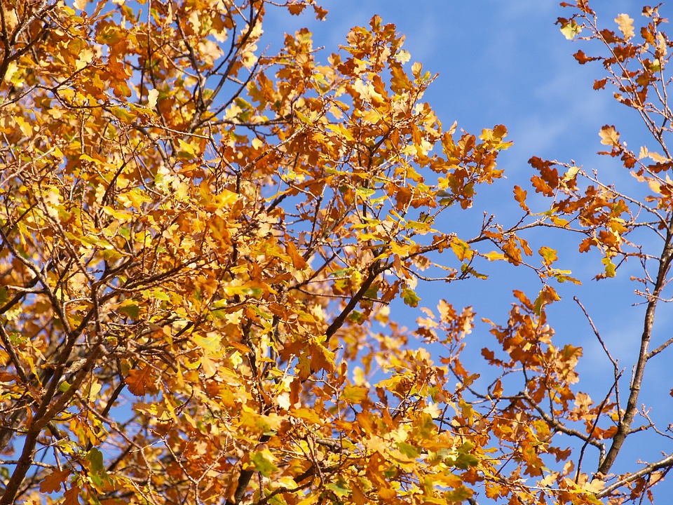 Golden autumn golden fall foliage photo