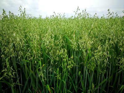 Crop, Agriculture, Grass, Grass Family