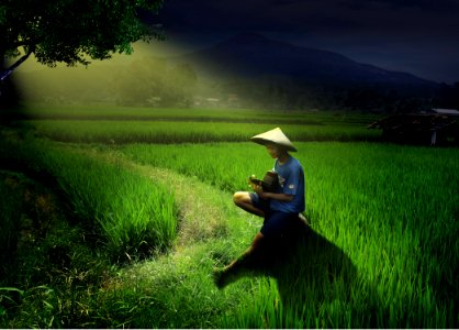 Field, Paddy Field, Agriculture, Grass photo