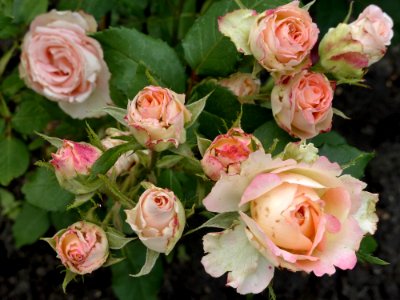 Rose, Flower, Rose Family, Flowering Plant photo