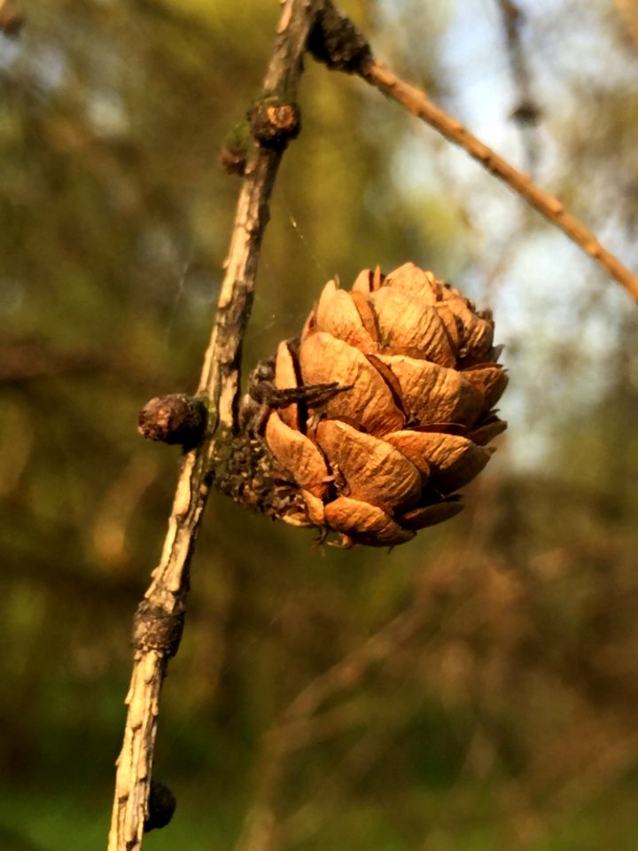 Branch, Tree, Larch, Twig
