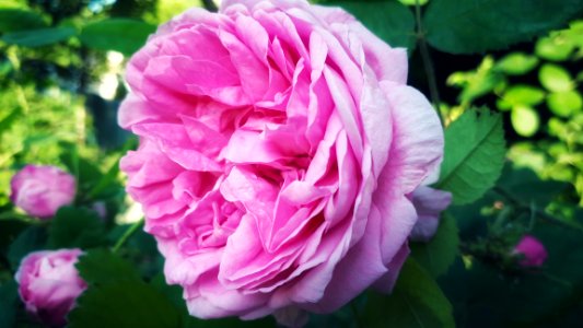 Flower, Rose, Rose Family, Plant