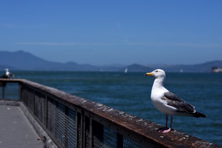 Bird, Seabird, Gull, Sea photo