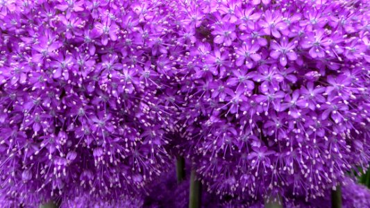 Plant, Purple, Flower, Lilac