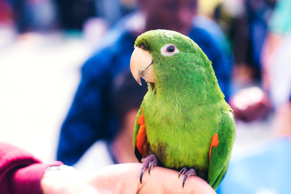 Bird, Parrot, Beak, Parakeet